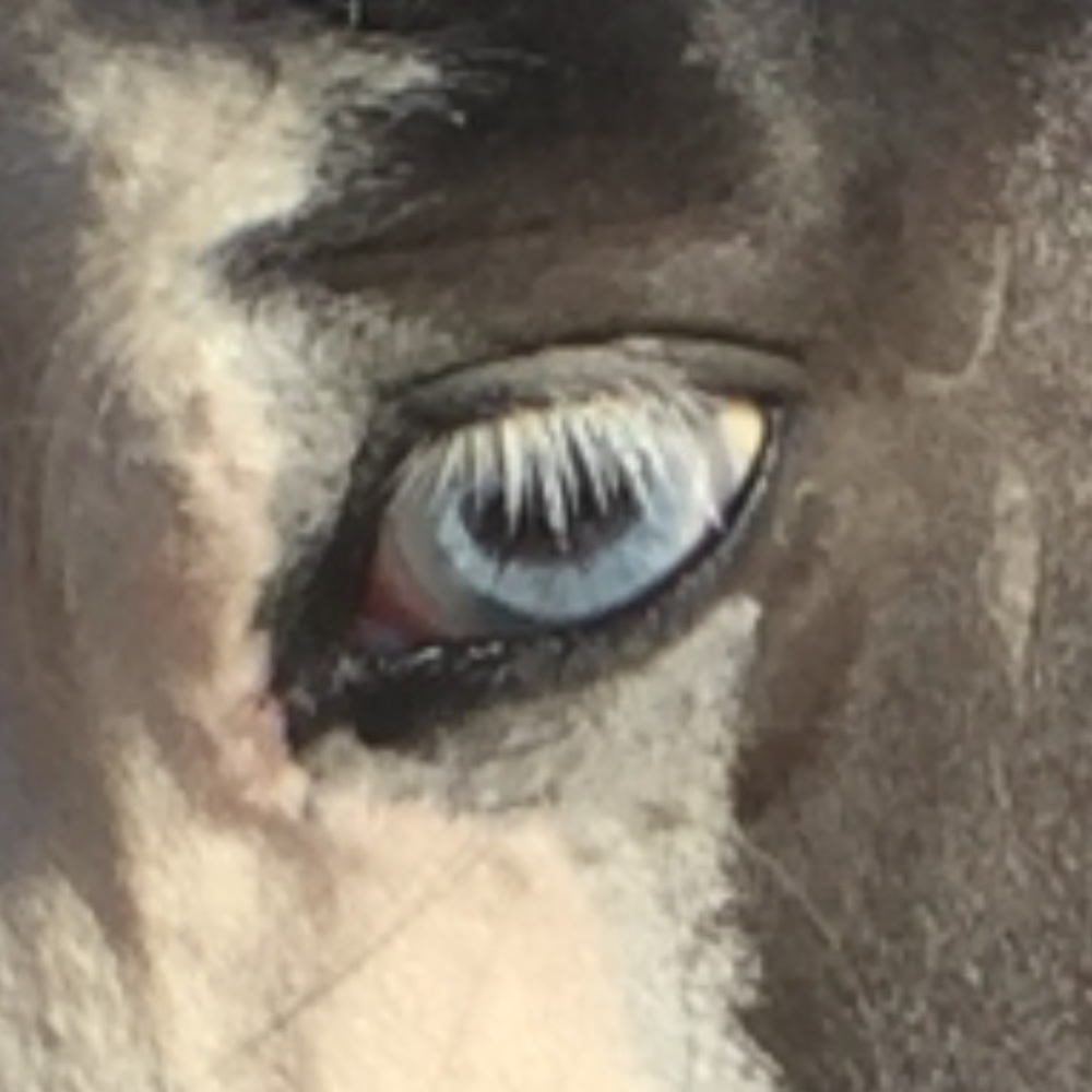 Meet your Posher, Carol